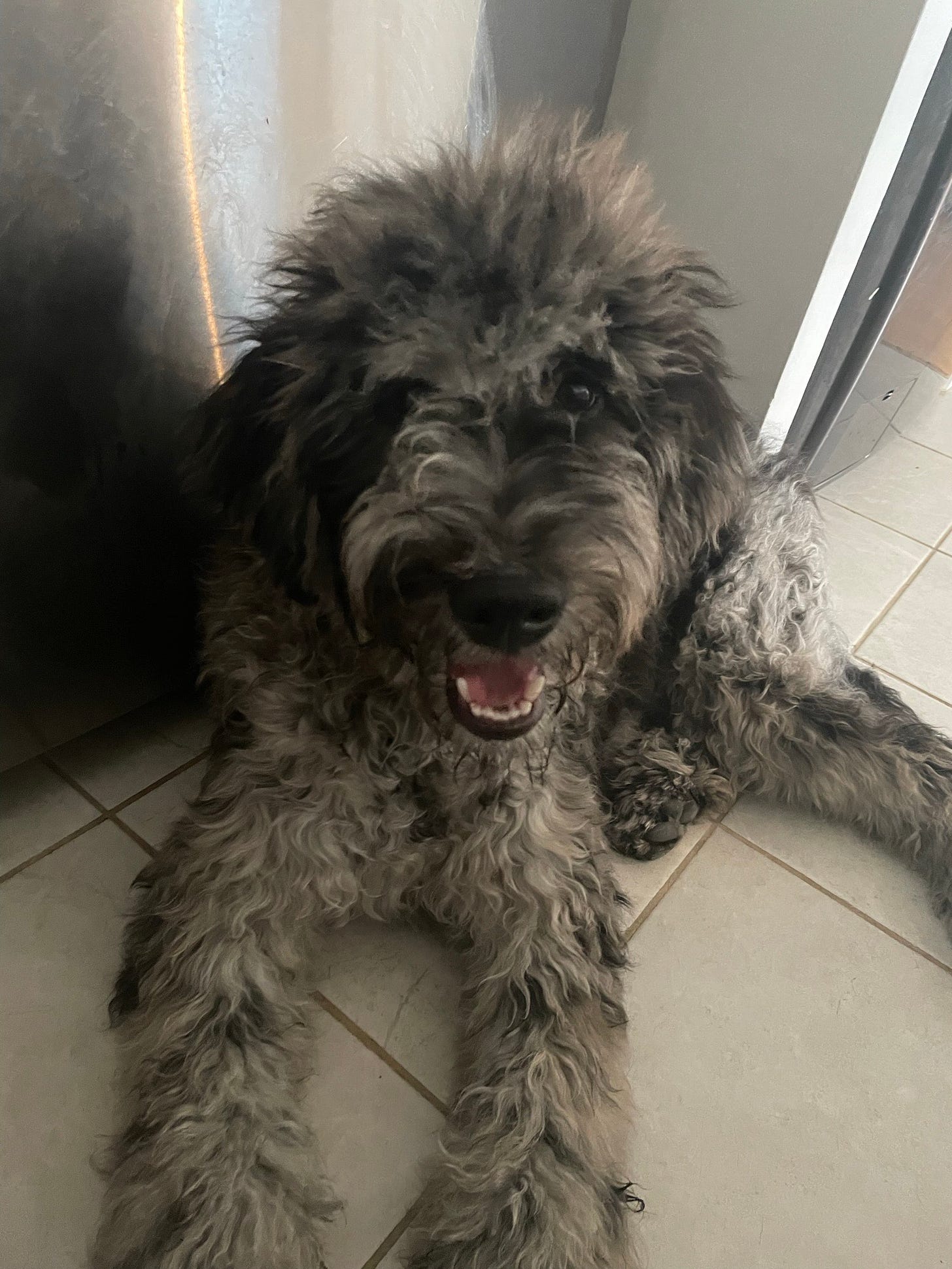 A golden doodle sitting in front of a fridge.