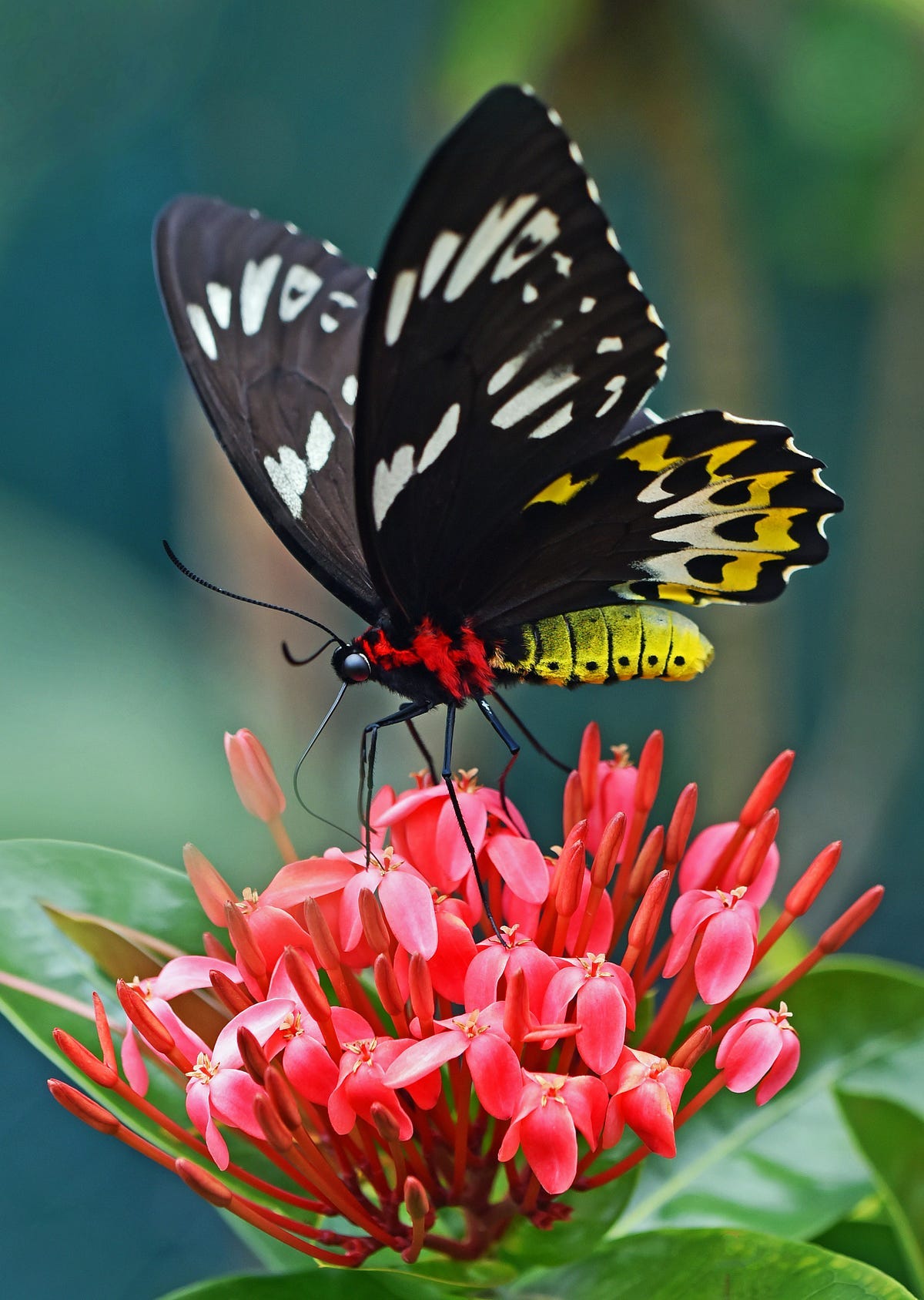 Butterfly on a flower Butterfly on a flower