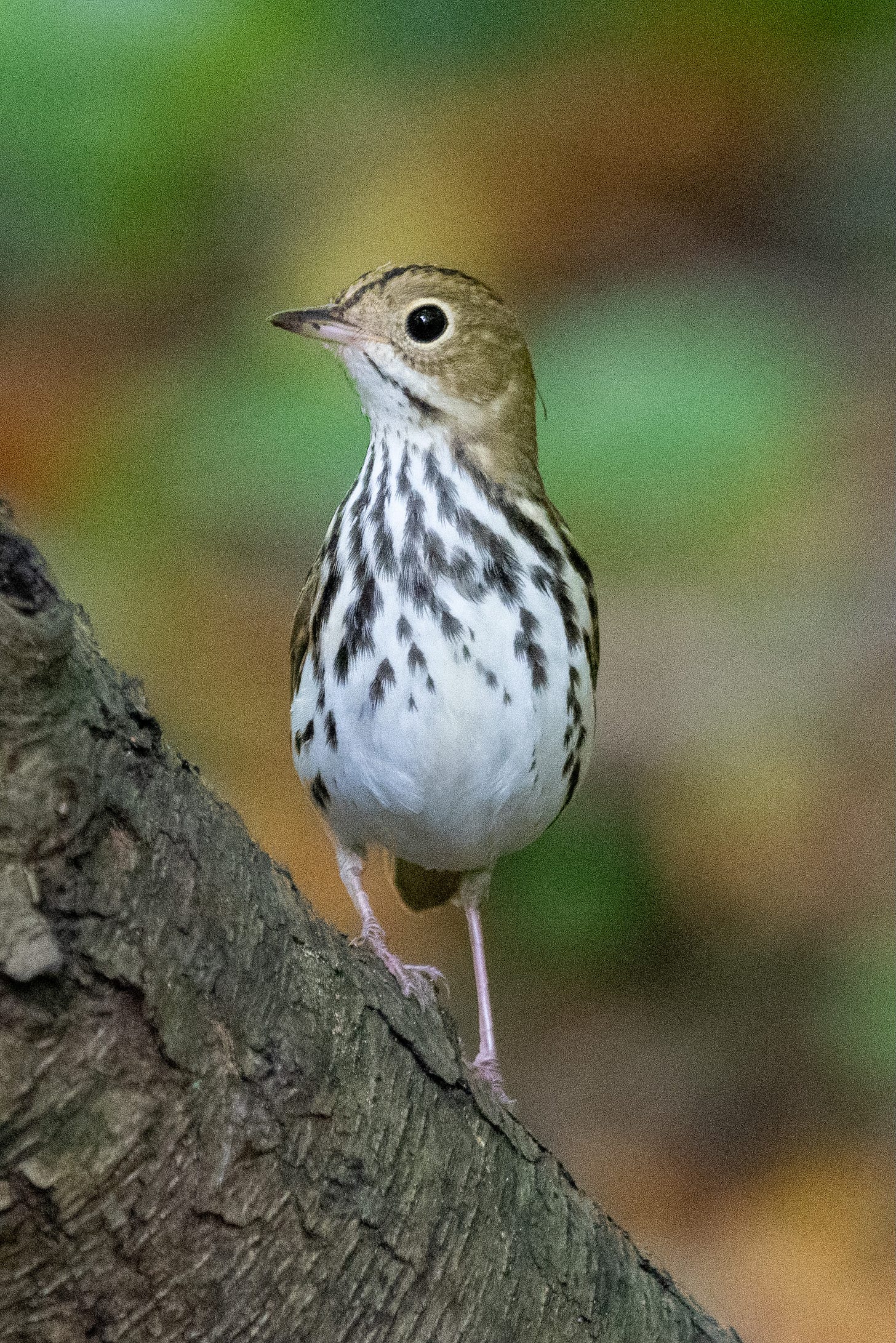 A small bird is holding itself as tall as possible; the bird has a russet face, dark vertical stripes on its chest that run into its white belly, and a dark brown crown