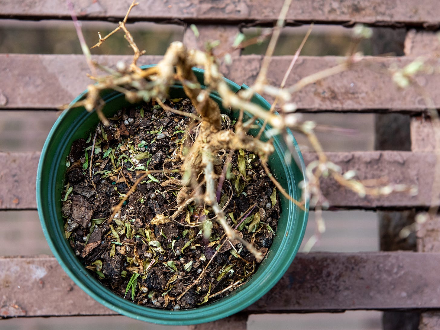 ID: View of pomegranate tree on my fire escape from above, showing bare branches above a plastic pot of soil.