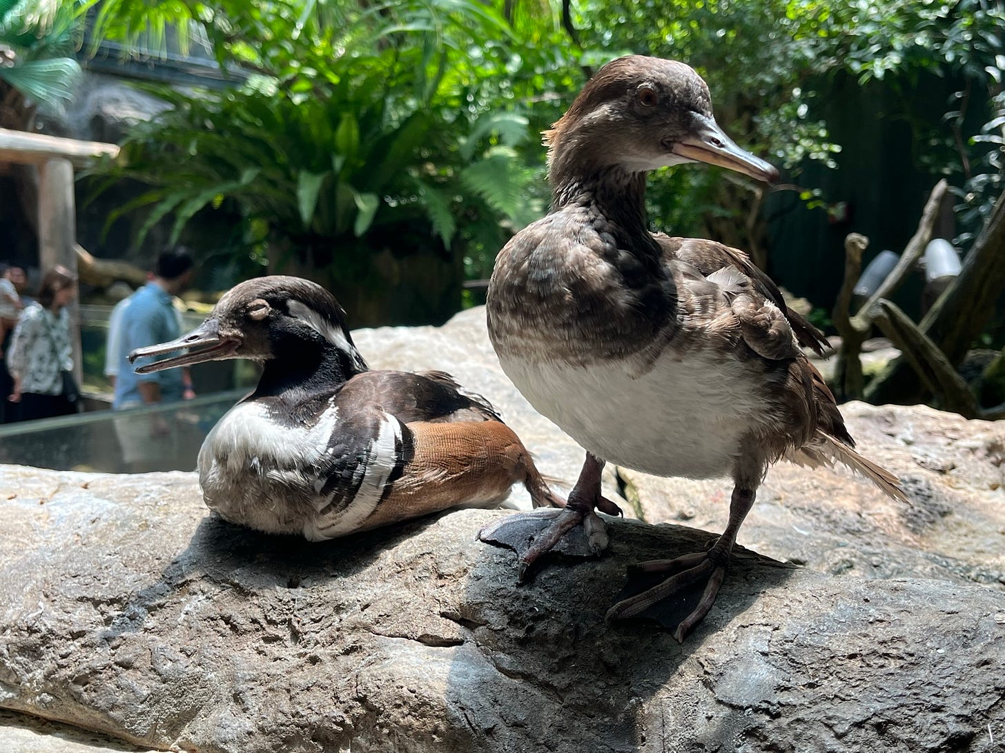 Two mergansers standing on rocks at the Florida Aquarium
