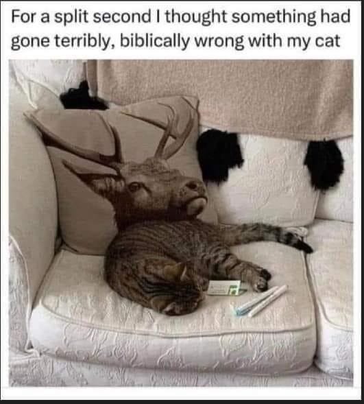 A funny photograph of a cat lying on a sofa next to a pillow with a picture of a deer on it. It looks like the Deers head on the pillow belongs to the cats body. The word say for a split second. I thought something had gone, terribly biblically wrong with the cat.