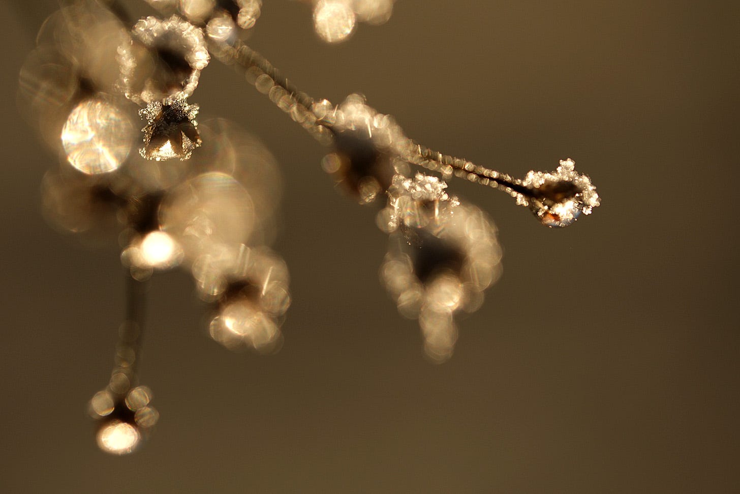 Frozen snow and water drops decorate the lowers of soft rush and sparkle as the sun rises