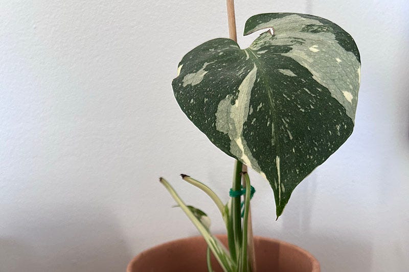 A Thai Constellation Monstera.