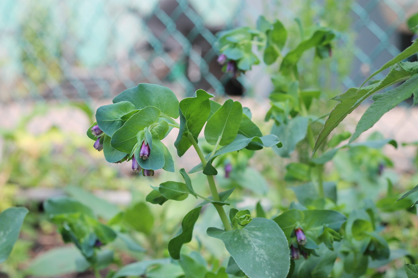 the curving blue green stem of a cerinthe, small purple bell-like flowers hanging at the end. 