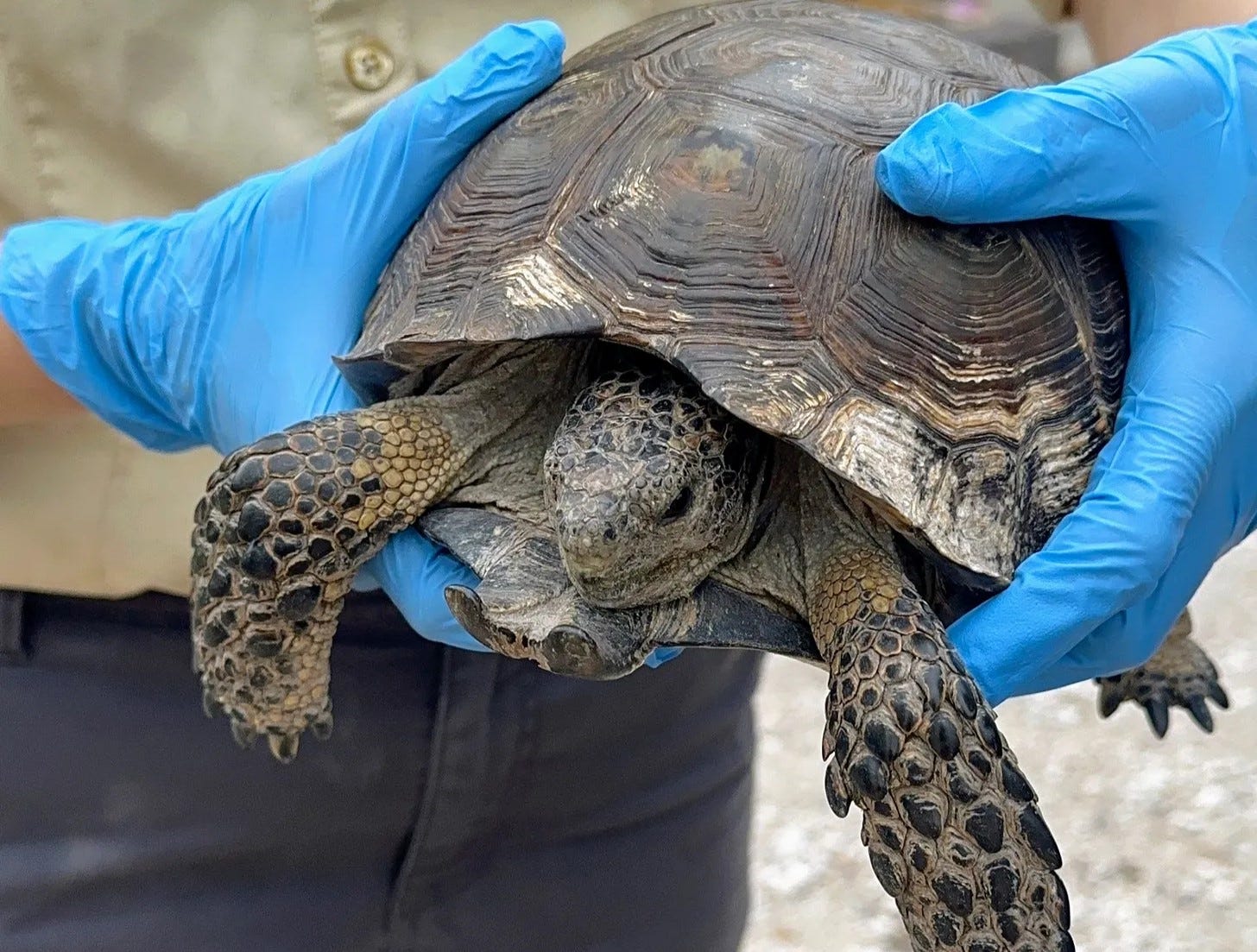 Texas tortoise with scute disease