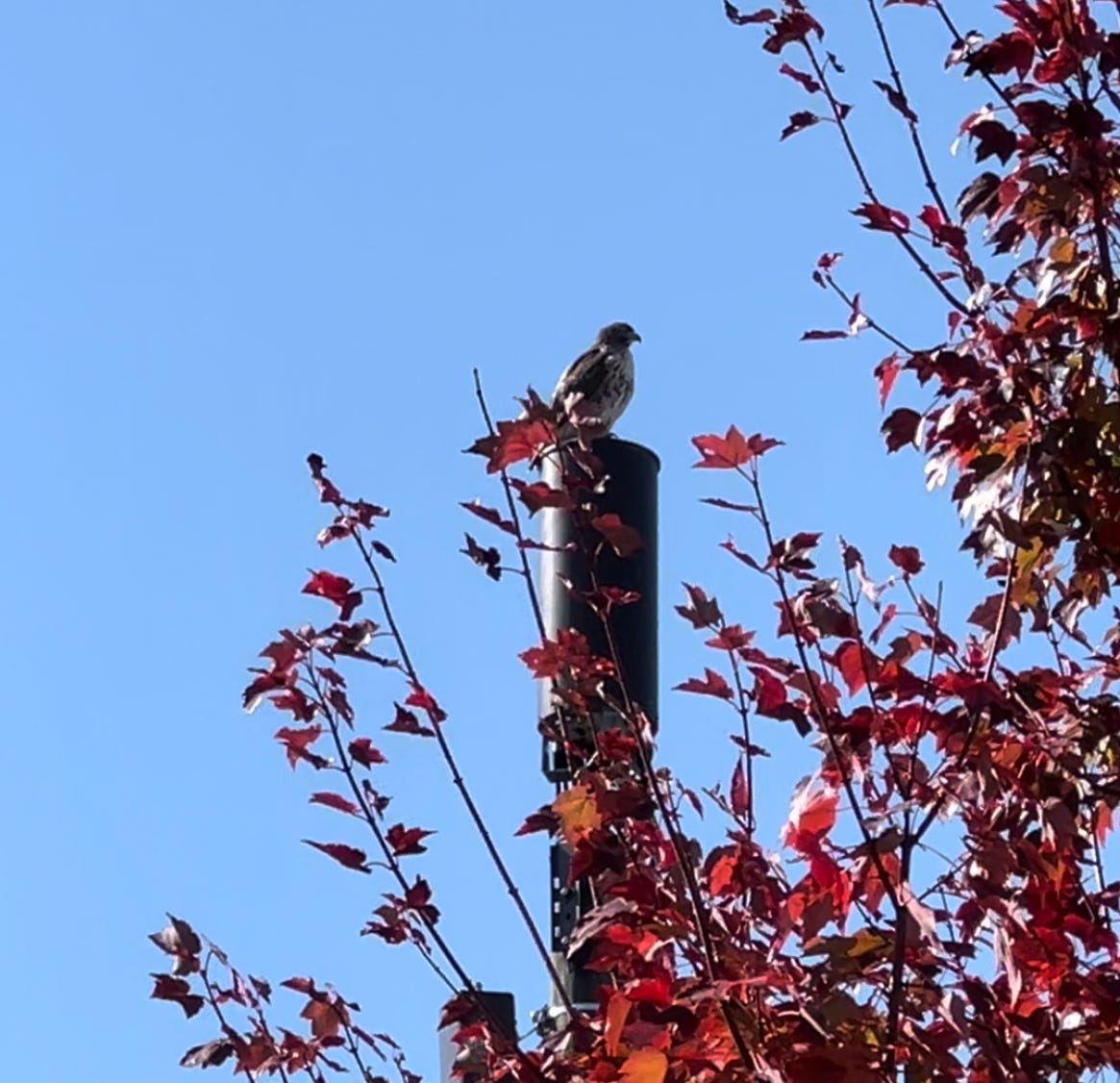 a red-tailed hawk perches upon the top of a powerline pole against a bright blue, cloudless sky and framed beneath by a maple tree with dark red leaves
