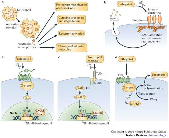 Serine Proteases and Regulators - Creative Diagnostics