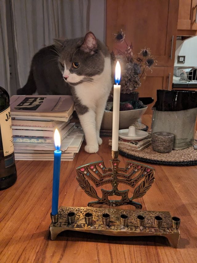 Homer, a grey and white cat, and a Chanukah menorah