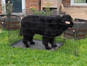 Crokell put himself into his kennel as is waiting to be released.