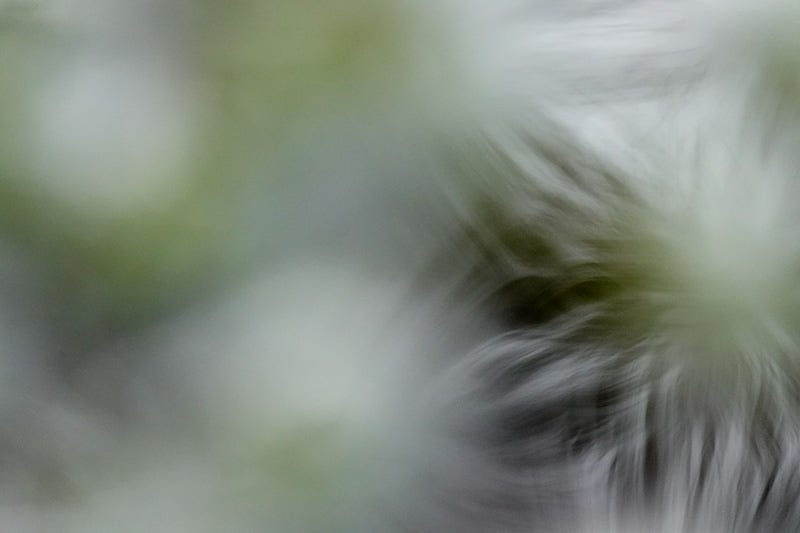 An intimate view of green star moss in pale water, seen in extreme close up with softening focus