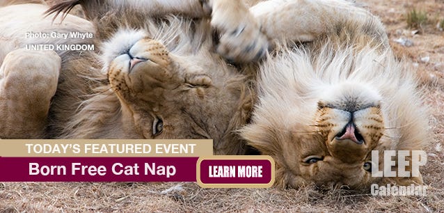 Lions nap 23 hours a day. The Born Free Cat Nap is a fundraiser to protect big cats globally. Photo Gary Whyte