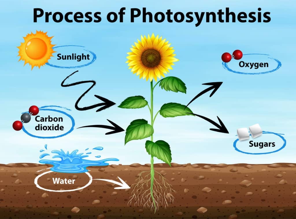 What is photosynthesis?