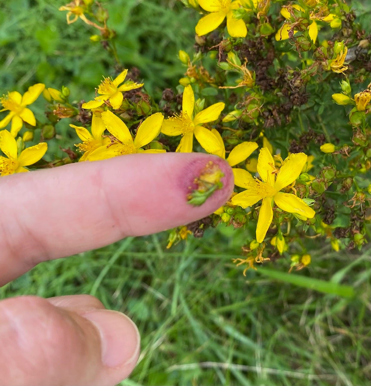 the red color will tell you that the St. John’s wort has good medicinal content