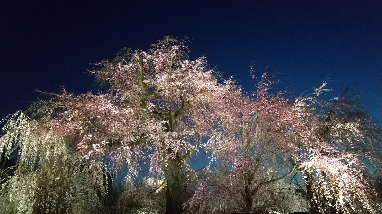 Maruyama Park cherry blossoms