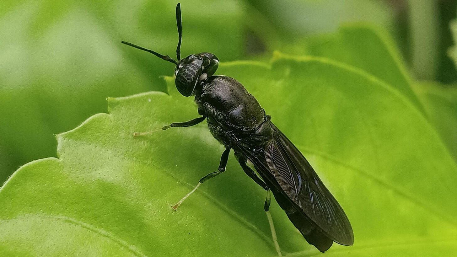 The Black Soldier Fly: the star of insect farming