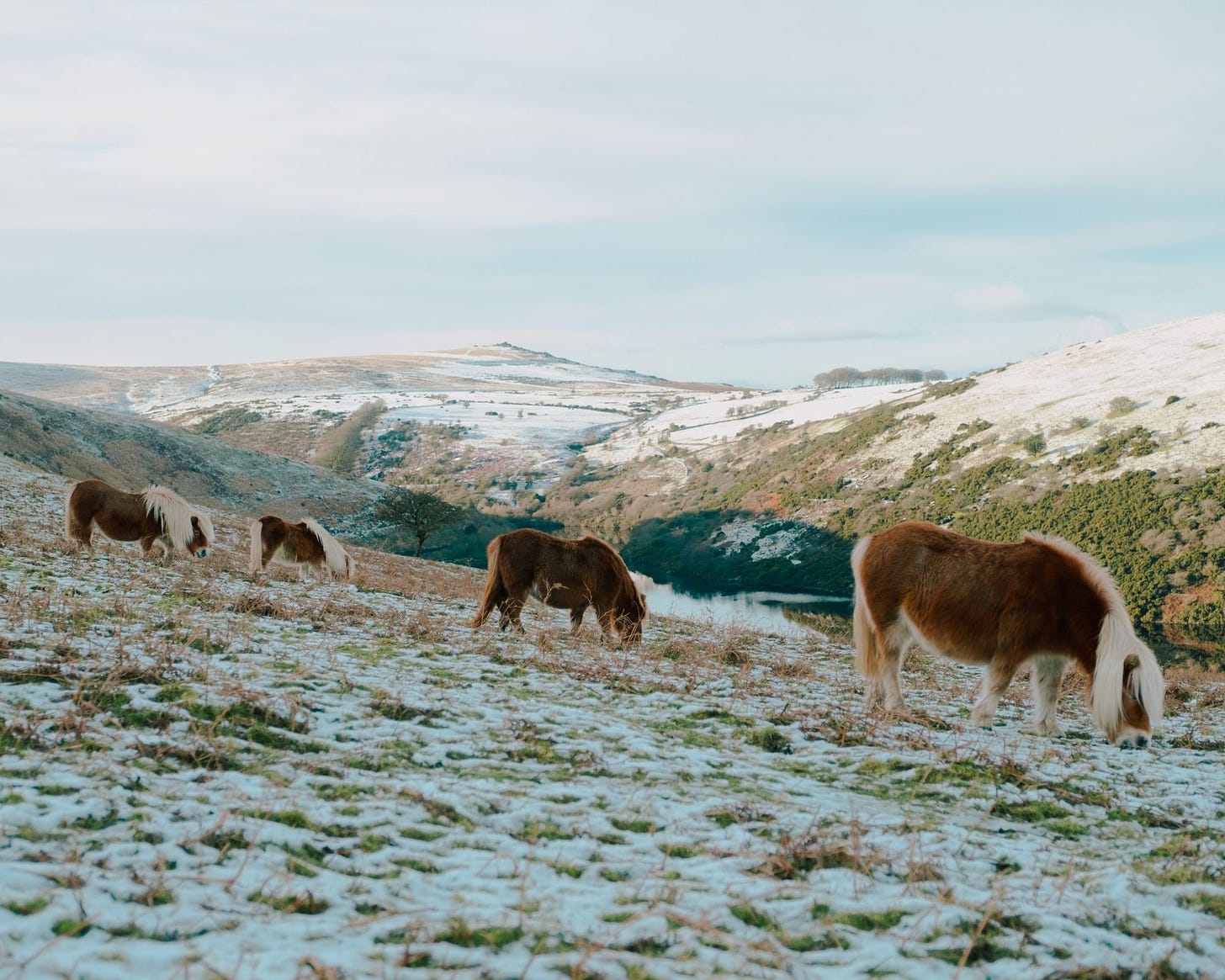 primitive horses on a snowy hillside
