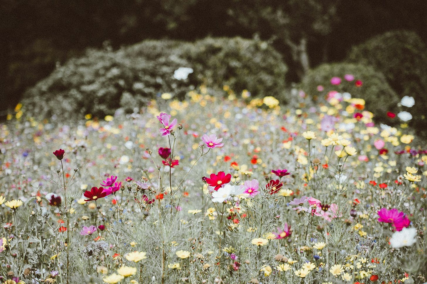 Colorful Flowers Colorful Flowers