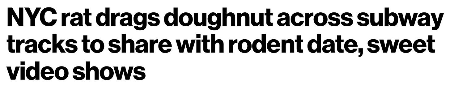 Headline that reads, "NYC rat drags doughnut across subway tracks to share with rodent date, sweet video shows"