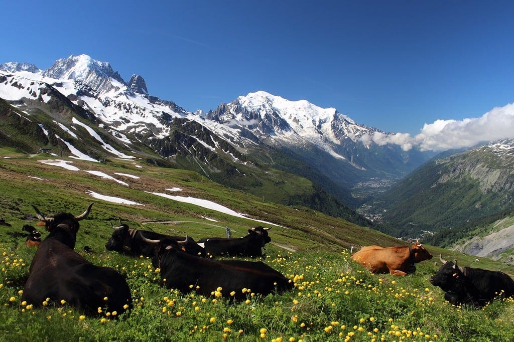 A herd of cattle laying on top of a lush green hillside. Mont blanc tour  mont blanc alps. - PICRYL - Public Domain Media Search Engine Public Domain  Image