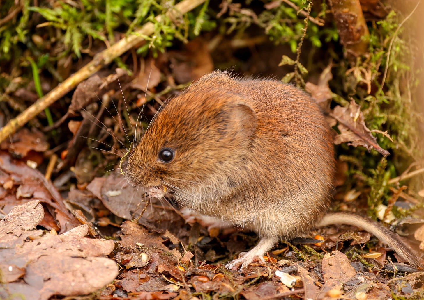 Image of a brown and cream colored rodant, a vole in a field of wet leaves