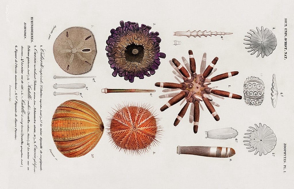 scientific illustrations of a sand dollar (upper left) and various other sea urchins. 
