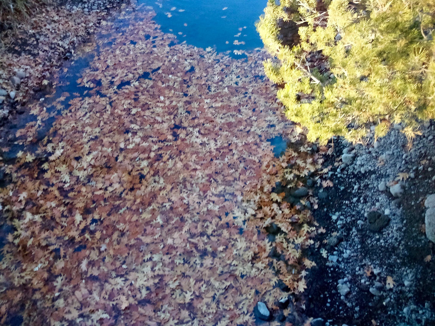 Autumn leaves floating on water