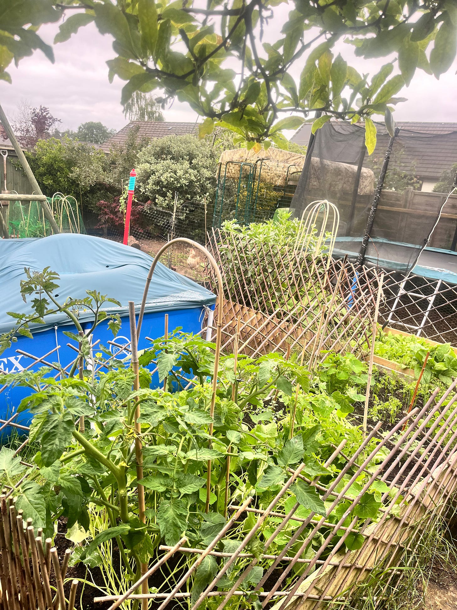 under a magnolia tree looking at a veg bed, trampoline, chicken coop and pool 
