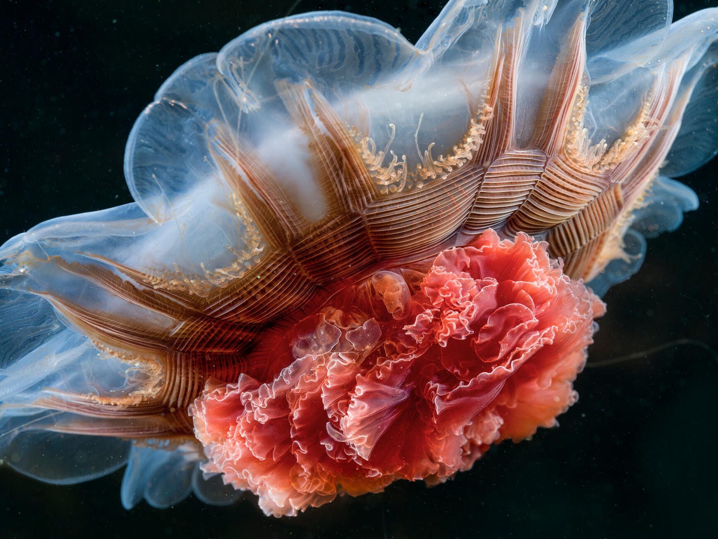 A large lion’s mane jellyfish with bright pink folds bunched together in the center; a widespread circular disk body that is both transparent and opaque with brown ribbed gills.