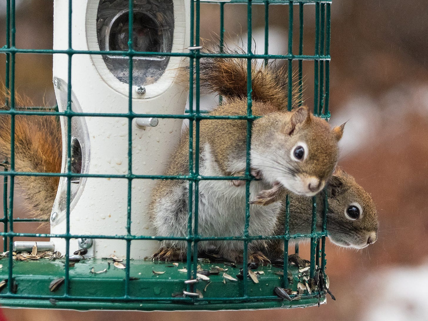 Red Squirrels