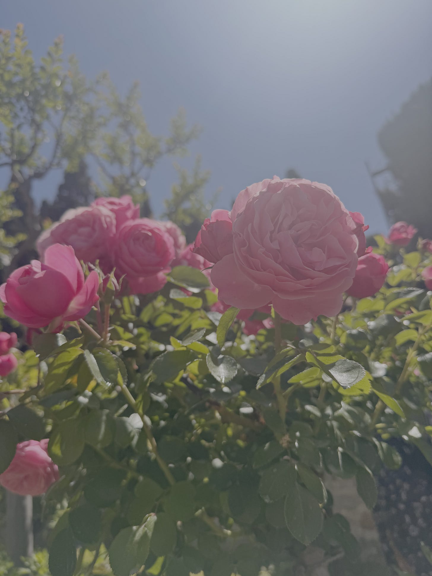 Close-up of pink roses in full bloom under a clear blue sky, with sunlight shining through their leaves and soft trees in the background.