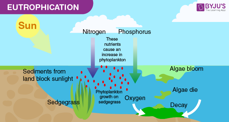 eutrophication diagram of pond gaining nutrients from the air and plants that start to fill in the open water. 