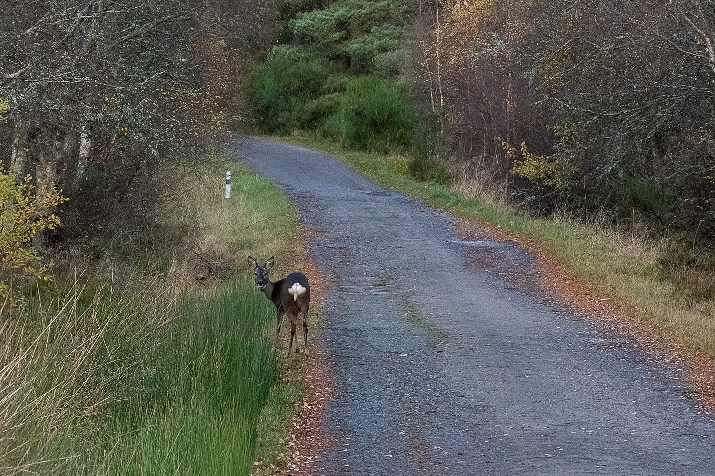 A female roe deer (Capreolus capreolus) grazing at the edge of an Aberdeenshire moss (lowland raised bog)