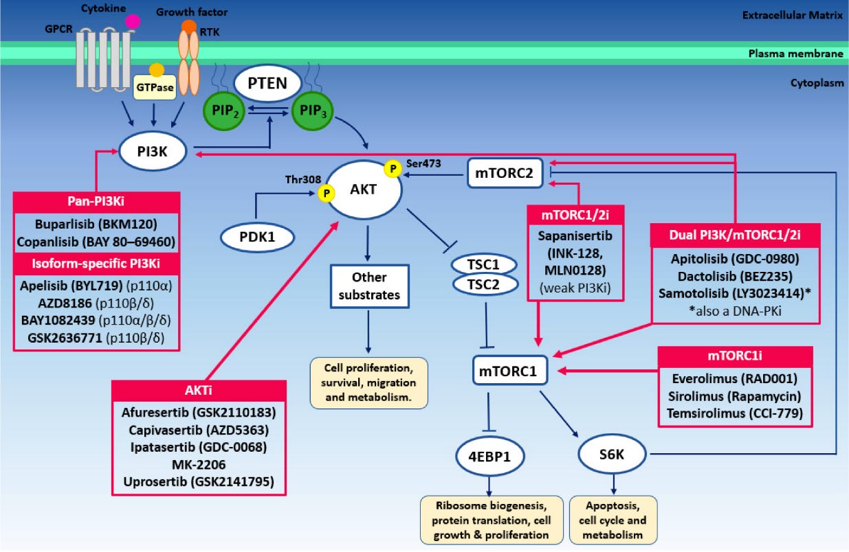 PI3K/Akt/mTORC pathway diagram listing names of drugs that target points along the pathway.