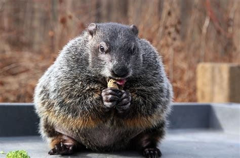 Meet Buckeye Chuck, Ohio's very own weather-predicting groundhog ...