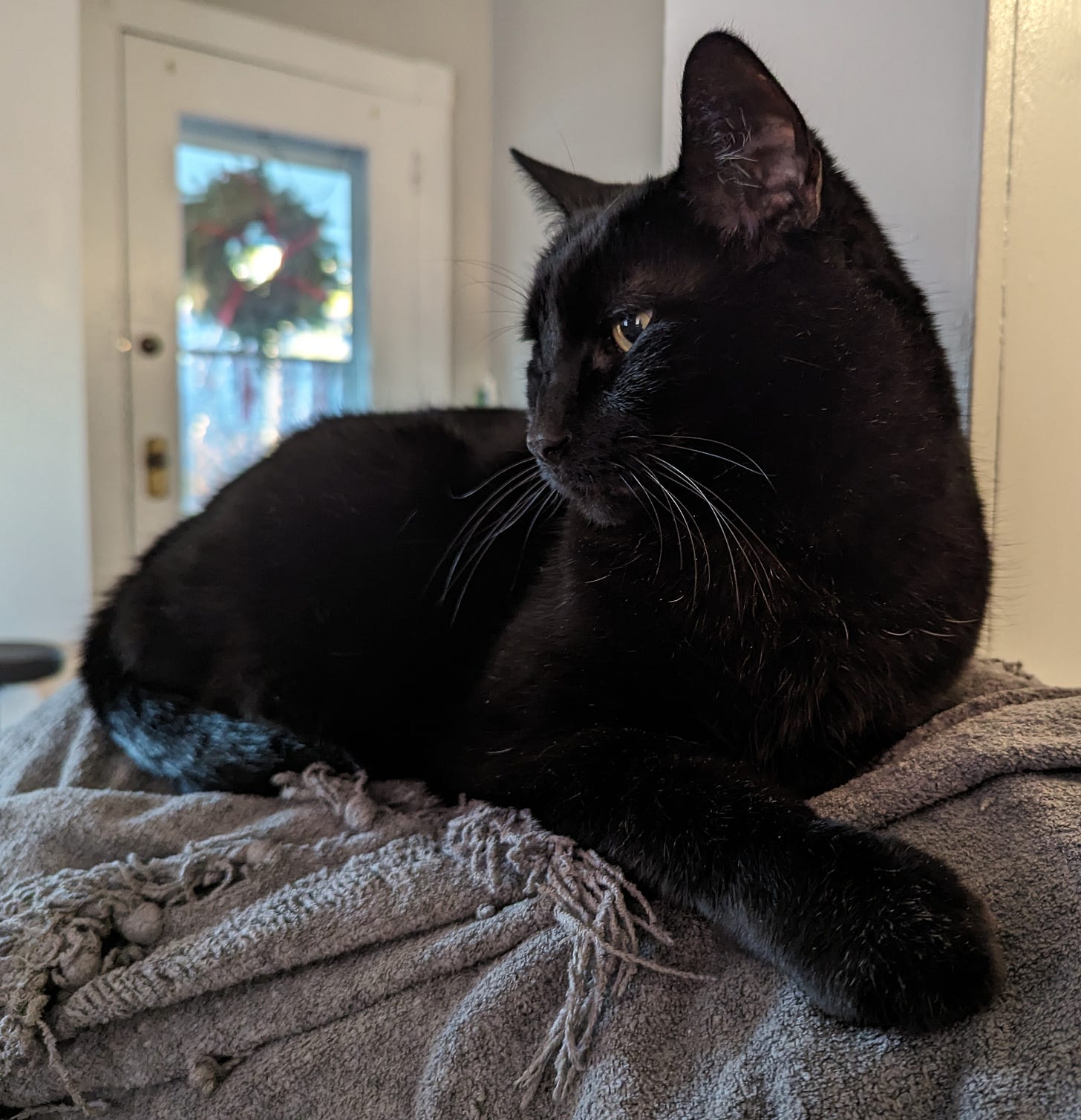 A black cat reclines on a gray blanket draped on the back of a couch. A Christmas wreath is visible on the front door in the background.
