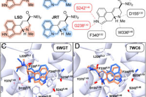 This figure shows how JRT was designed by modifying LSD's structure. The images compare the chemical structures of related compounds and show how JRT binds to the brain's serotonin receptor (5-HT2AR) differently than LSD does. While JRT fits into the same receptor pocket as LSD, it can't form certain hydrogen bonds that LSD makes, which is why JRT doesn't cause hallucinations. Computer models predict that JRT and LSD attach to the receptor in similar ways, but JRT's nitrogen atom sits slightly farther from key parts of the receptor.RetryClaude can make mistakes. Please double-check responses.