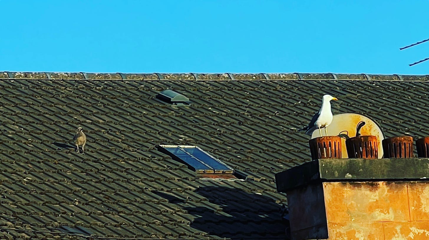 seagull parent and chick on a rooftop