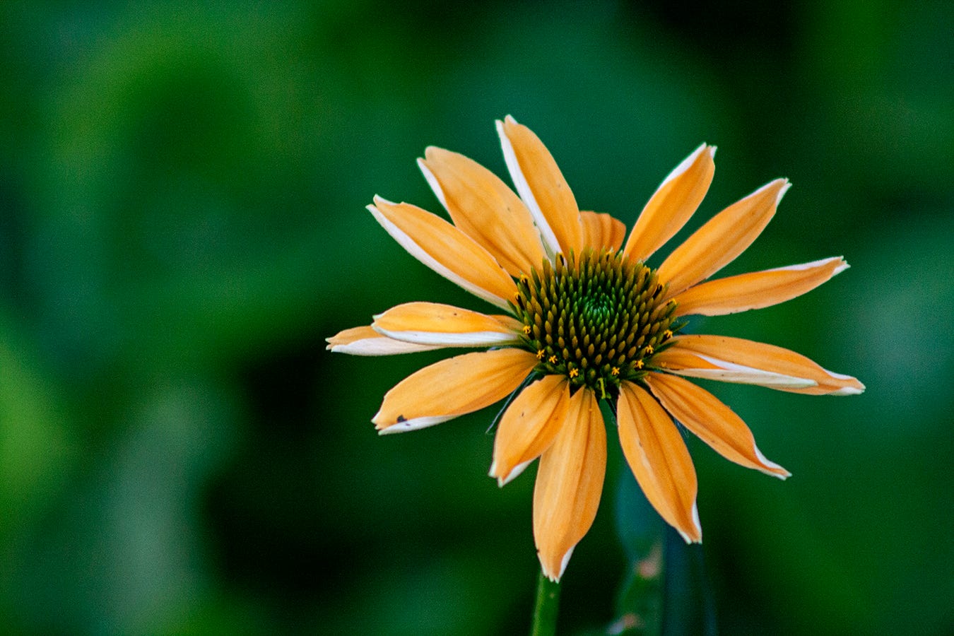a photo of a yellow and white cone flower