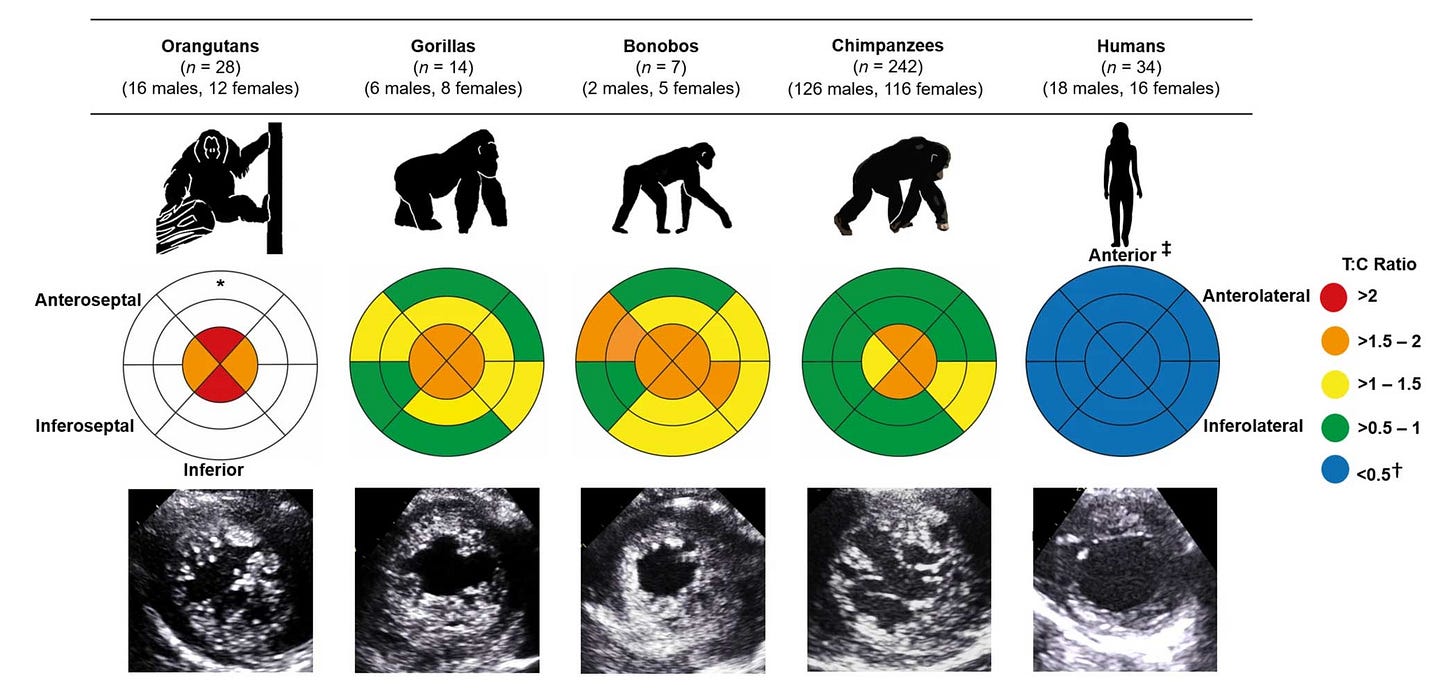 A chart showing values for orangutans, gorillas, bonobos, chimpanzees, and humans. Humans stand apart from the other primates in having much lower trabeculation. A chart showing values for orangutans, gorillas, bonobos, chimpanzees, and humans. Humans stand apart from the other primates in having much lower trabeculation.