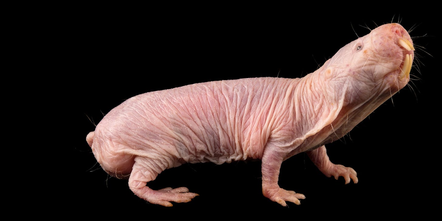 Naked Mole Rat | National Geographic