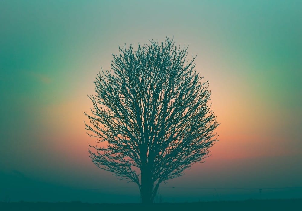 Barren tree with rainbow behind it