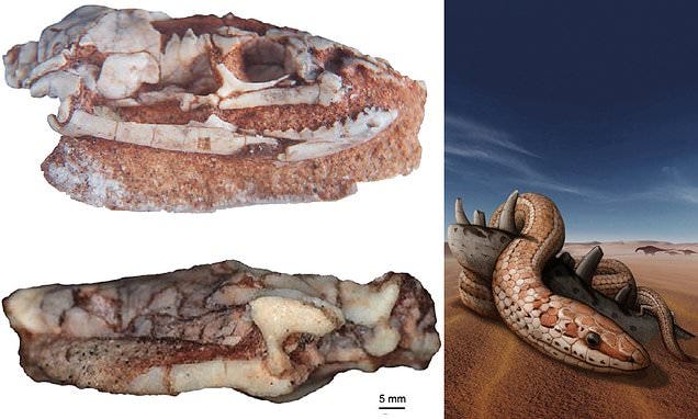Beautifully Preserved Skull of 'Biblical Snake' with Hind Legs Discovered -  glbnews.com