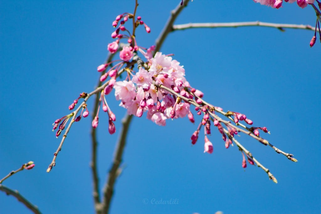 cherry blossom