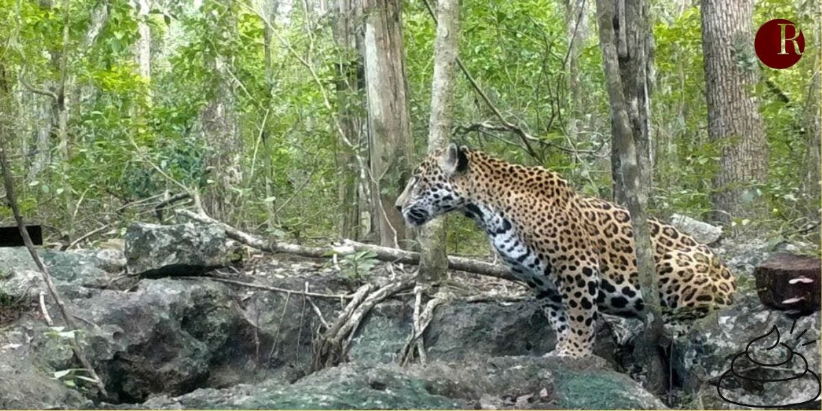 Profile of jaguar in forest