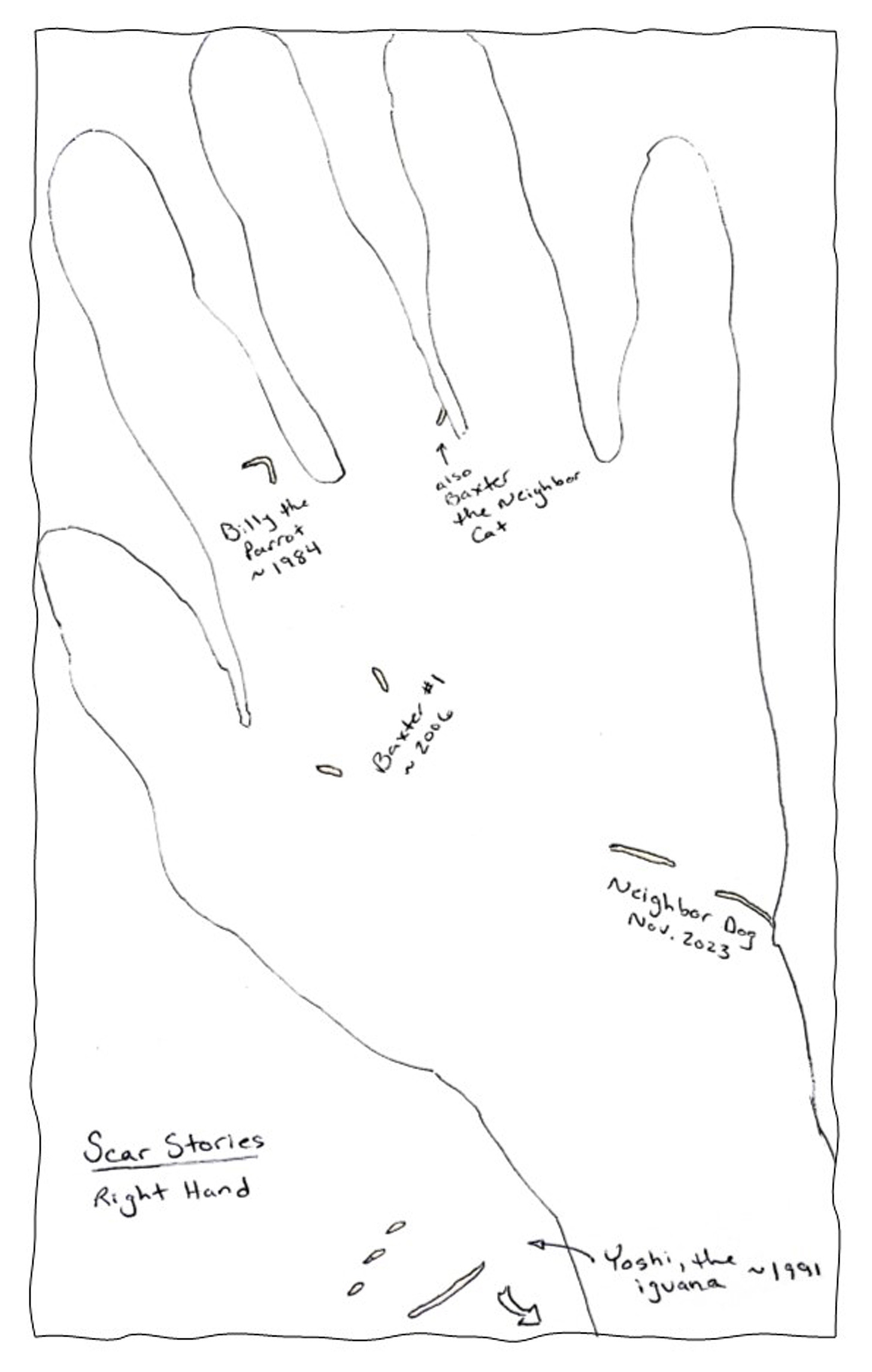 This is a tracing of my right hand with scars drawn in over the top of it.  Each scar, or group of scars, is labeled with a description of the animal who made the mark and an estimated date of when the scar was inscribed on my skin.  In the lower left portion of the sketch are the words, “Scar Stories: Right Hand.”  The various labels read: Billy the Parrot, ~1984.  Baxter #1, (the neighbor cat), ~2006.  Neighbor Dog, November 2023.  Yoshi, the Iguana, ~1991.