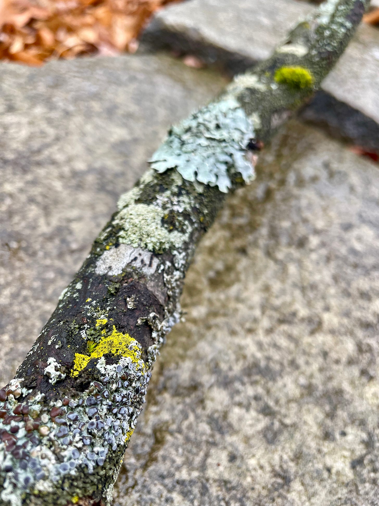 You will have to humor me with the next two photos, as I found this stick to be incredibly beautiful! This photo captures the “all things of nature” for me from Aristotles quote. (Top of post.) What a magical bunch of colors on one stick! 