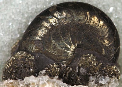 A gilded-looking goniatite (like an ammonite) nestled in a glittering golden bed of pyrite, or Fool's Gold.