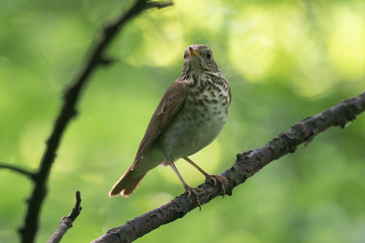 a brown bird with a pale belly and dark spots stands in the shade on a thin twig against a blurry green background