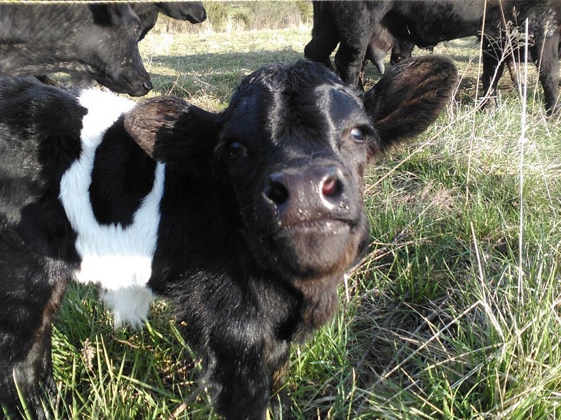 Double-Aught - Galloway-Angus cross - Here's looking at you...